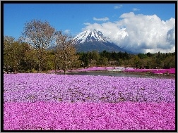 Wulkan, Pole, Fuji, Góra, Kwiatów